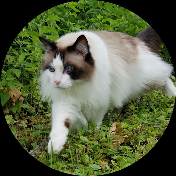 caitecat